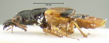 Media type: image;   Entomology 32207 Aspect: habitus lateral view